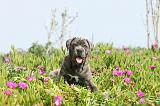 CANE CORSO 204